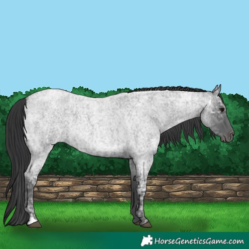 Horse Color:Blue Ice Roan  and Blue Ice Roan 