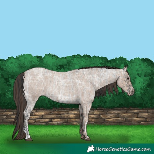 Horse Color:Blue Ice Roan and Classic Champagne Ice Roan