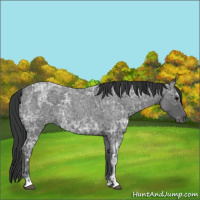Horse Color:Blue Ice Roan and Blue Ice Roan
