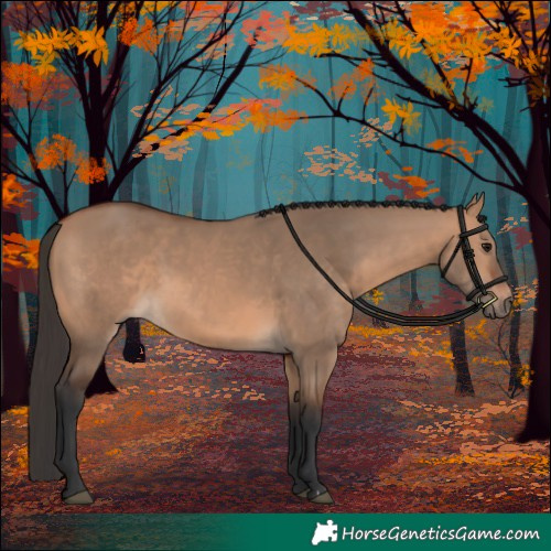 Horse Color:Bay Dun