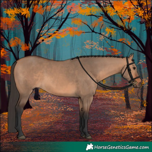 Horse Color:Bay Dun