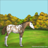 Horse Color:Buckskin Splash Appaloosa 