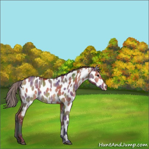 Horse Color:Nacre Bay Dun Appaloosa 