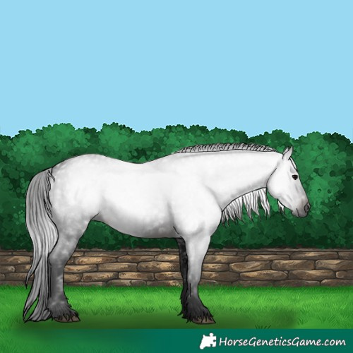 Horse Color:Gray White Spotted Brown