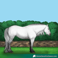 Horse Color:Gray White Spotted Brown