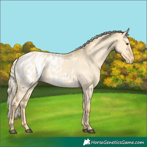 Horse Color:Palomino Dun Appaloosa 
