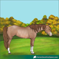 Horse Color:Brown Pearl and Brown Pearl Rabicano