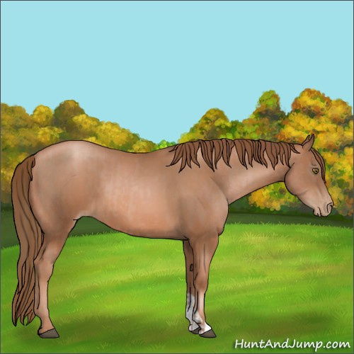 Horse Color:Liver Chestnut Pearl  and Liver Chestnut Pearl 