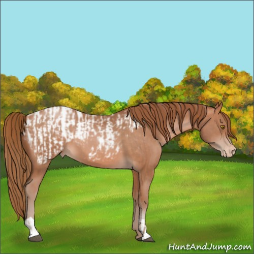 Horse Color:Bay Pearl  and Bay Pearl Appaloosa 