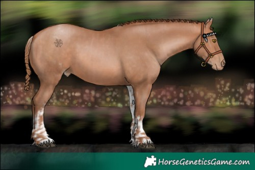Horse Color:Brown Pearl  and White Spotted Brown Pearl 
