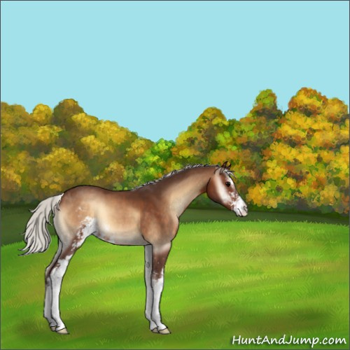 Horse Color:Silver Brown Onyx Sabino 