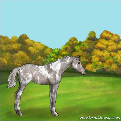 Horse Color:White Spotted Silver Blue Ice Roan 