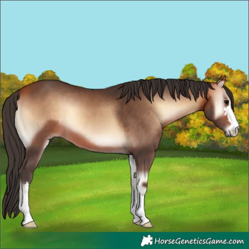 Horse Color:Bay Onyx 