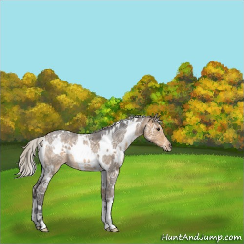 Horse Color:White Spotted Silver Buckskin Ice Roan 