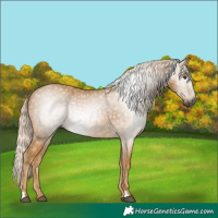 Horse Color:Gray Palomino 