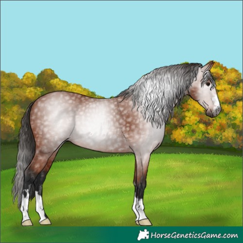 Horse Color:Gray Bay 