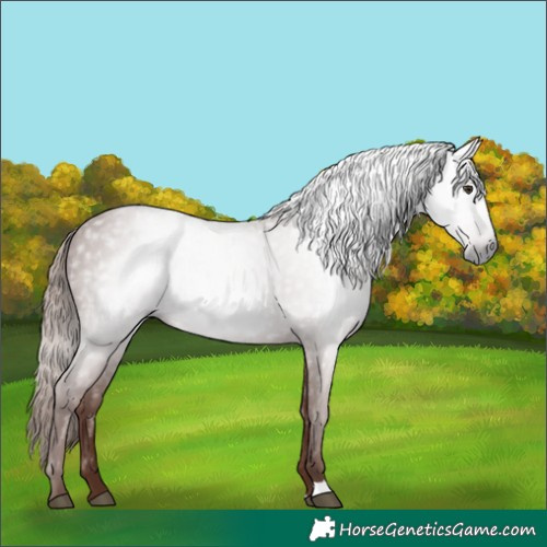 Horse Color:Gray Chestnut 