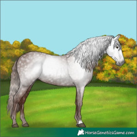 Horse Color:Gray Chestnut