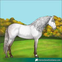 Horse Color:Gray Chestnut 