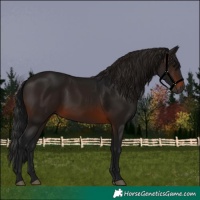 Horse Color:Gray Brown 