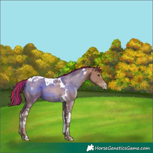 Horse Color:Painted Black Pearl Sabino Tobiano 