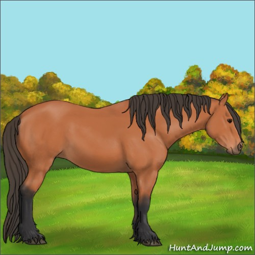 Horse Color:Bay 
