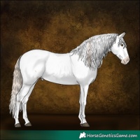 Horse Color:Liver Chestnut Pearl Appaloosa and Liver Chestnut Pearl Appaloosa