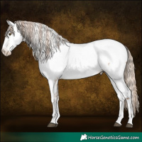 Horse Color:Liver Chestnut Pearl Appaloosa and Liver Chestnut Pearl Appaloosa