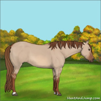 Horse Color:Red Dun 