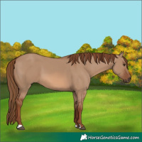 Horse Color:Red Dun 