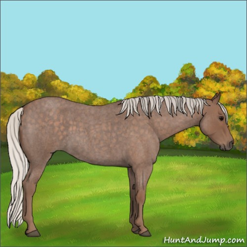 Horse Color:Silver Blue Roan