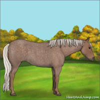 Horse Color:Silver Blue Roan 