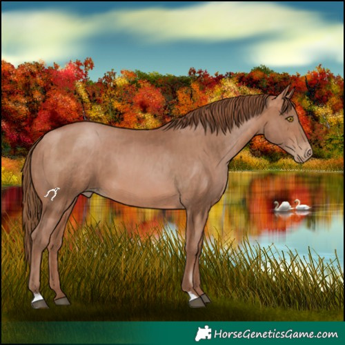 Horse Color:Brown Pearl  and Brown Pearl 
