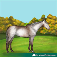 Horse Color:Gray Bay Pearl and Gray Bay Pearl