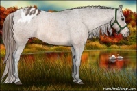 Horse Color:Buckskin Varnish Rabicano  Brindle