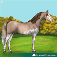 Horse Color:Liver Chestnut Pearl  and Liver Chestnut Pearl Splash 
