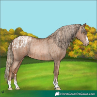Horse Color:Liver Chestnut Pearl  and Liver Chestnut Pearl Appaloosa 