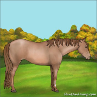 Horse Color:Liver Chestnut Pearl and Liver Chestnut Pearl Rabicano