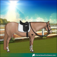 Horse Color:Black Pearl  and Black Pearl 