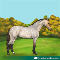Horse Color:Buckskin Roan