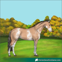 Horse Color:White Spotted Bay Dun 