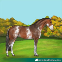 Horse Color:White Spotted Bay 