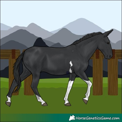 Horse Color:Black Tobiano 