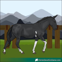 Horse Color:Black Tobiano 