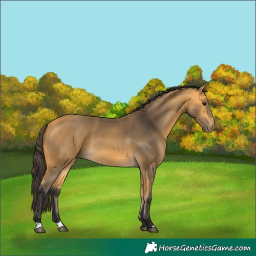 Horse Color:Buckskin 