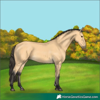 Horse Color:Buckskin 