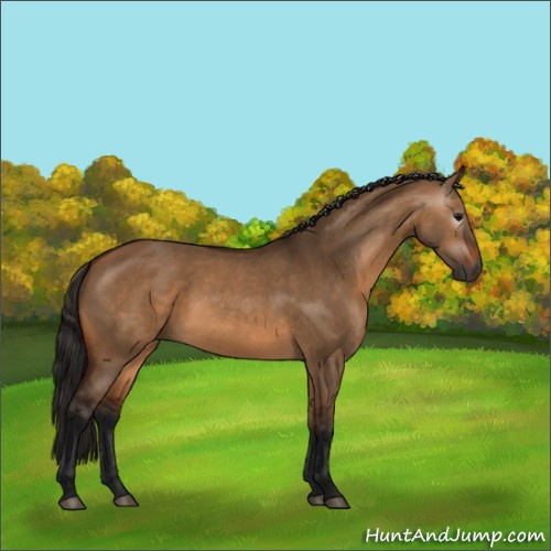 Horse Color:Gray Bay Dun