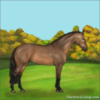 Horse Color:Gray Bay Dun 