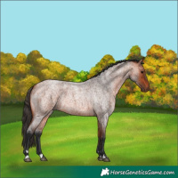 Horse Color:Bay Roan 