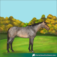 Horse Color:Buckskin Roan 